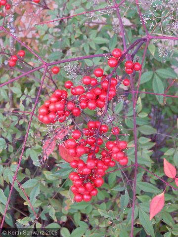 Red Berries II