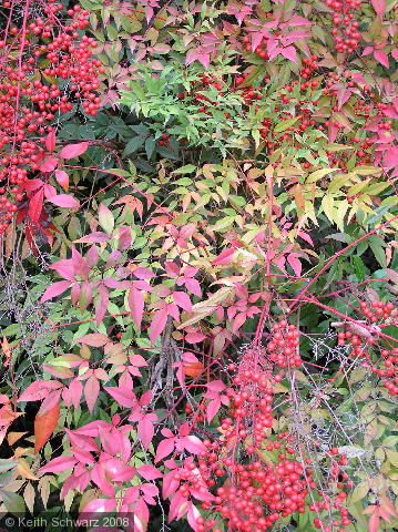 Red Berries