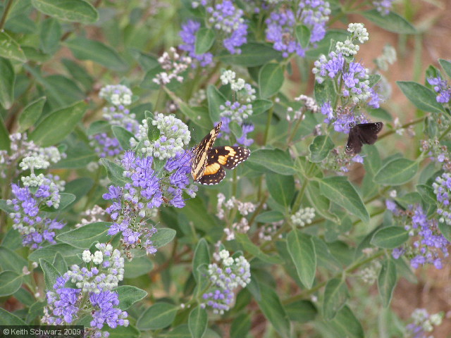 Butterflies!