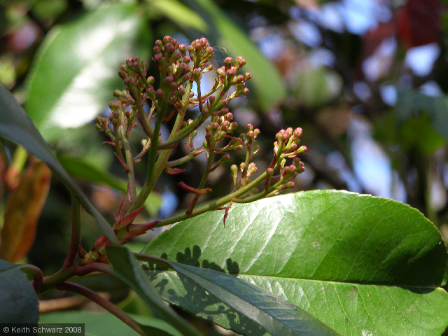 Budding
