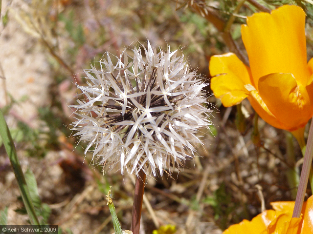 Starflower?