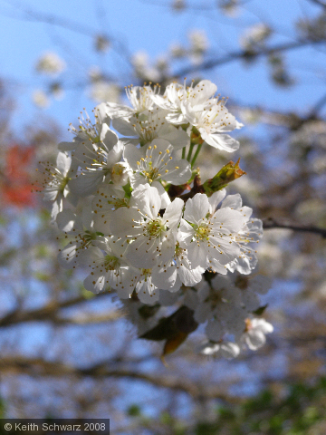 Blossoms