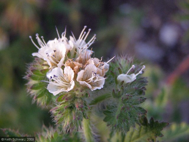 Tiny Flowers