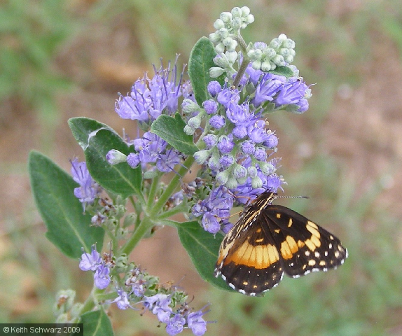 Butterfly!