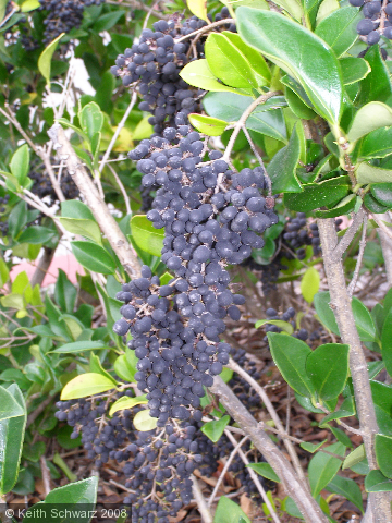 Purple Berries
