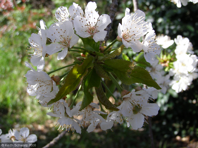 Flowerburst