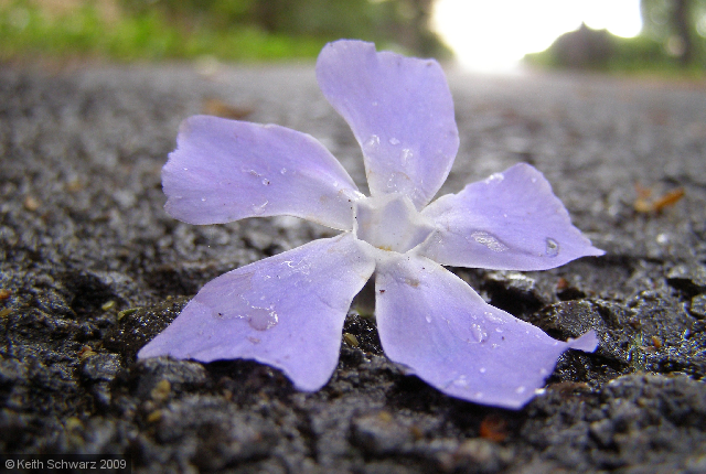 Fallen
