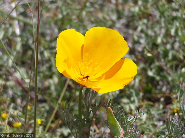 Poppy