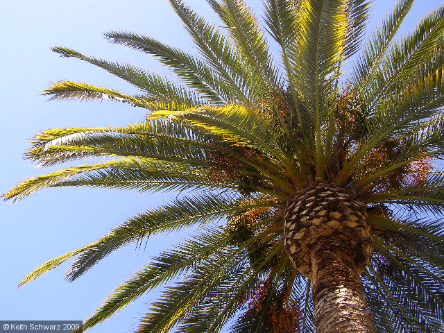 Palm