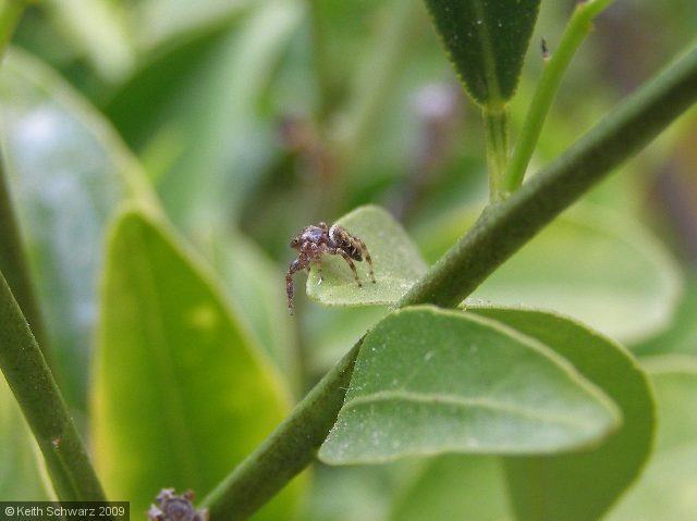 Spider